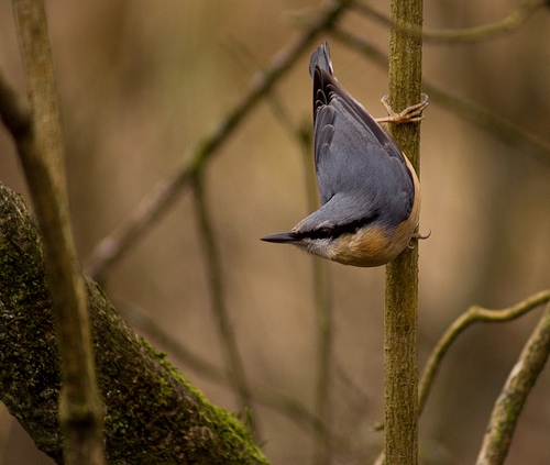 Nuthatch