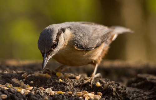 Nuthatch 