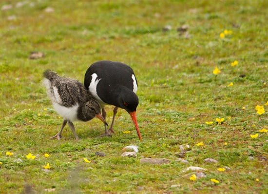 Oystercatcher