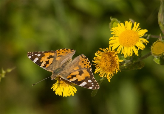 Painted Lady Butterfly