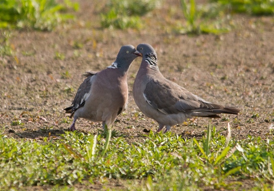 Snogging Woodpigeons