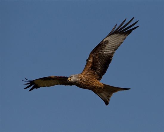 Red Kite