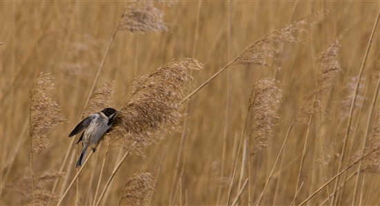 Reed Bunting