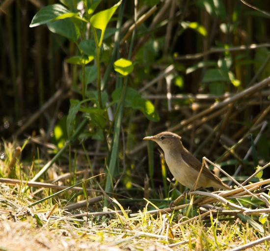 Reed Warbler