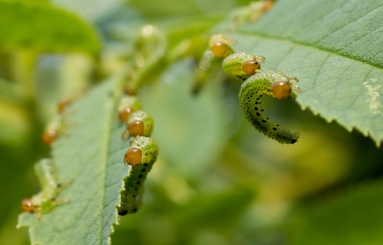 Rose Sawfly Caterpillars