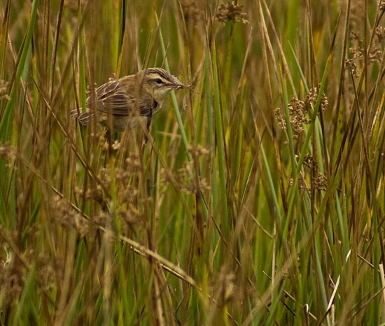 Sedge Warbler