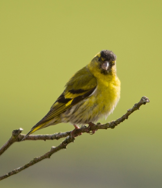 Male Siskin