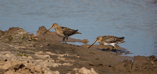 Two Snipe