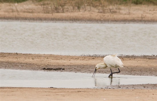 Spoonbill