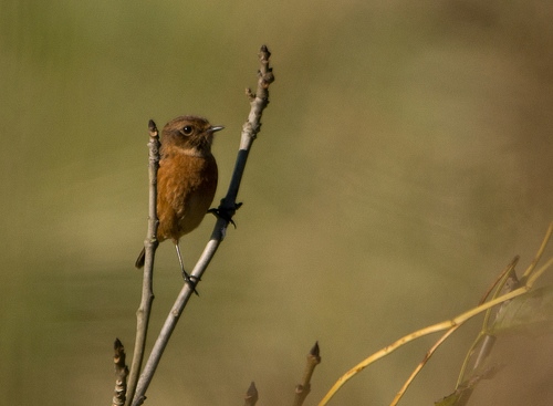 Stonechat (Juvenile)