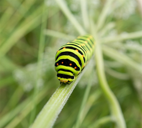 Swallow Tailed Butterfly Caterpillar