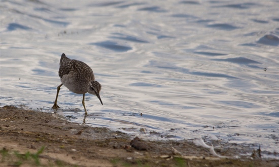 Wood Sandpiper