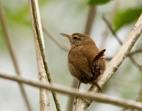 Wren