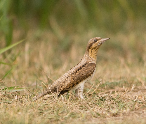 Wryneck