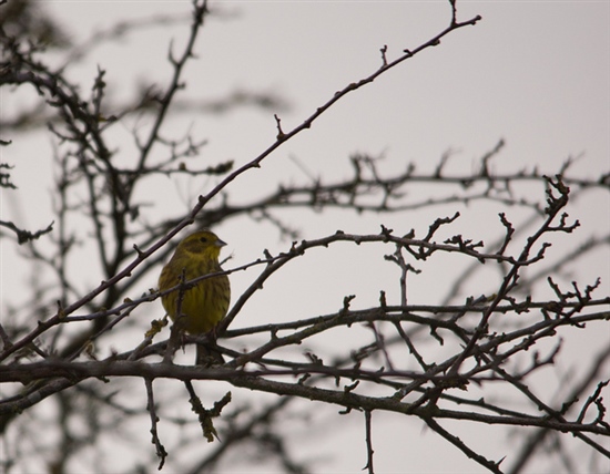 Yellowhammer