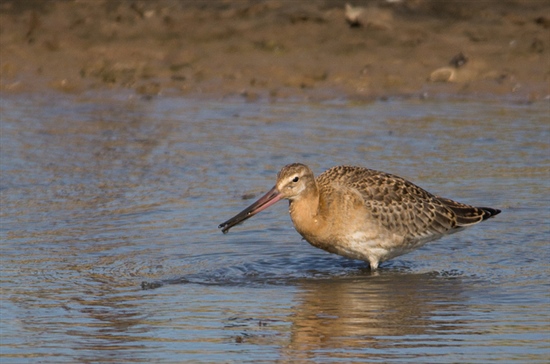 Black-Tailed Godwit