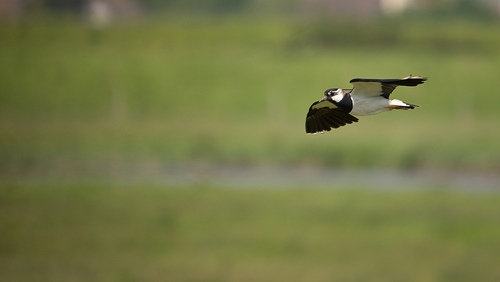 Lapwing In Flight