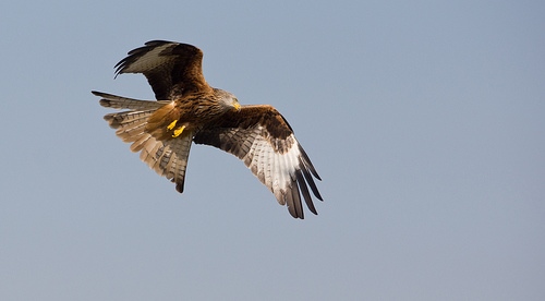 Red Kite