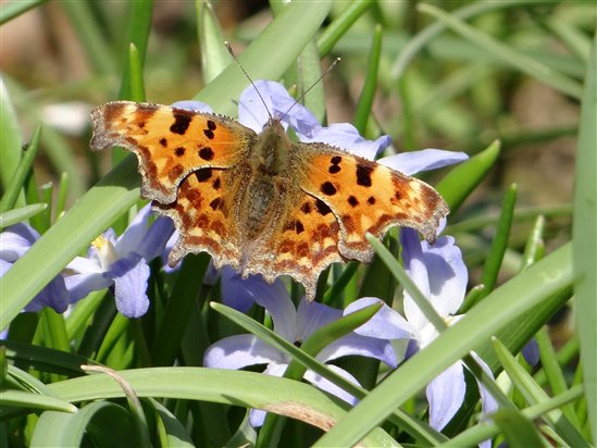 First comma of 2013 in the garden, nectaring on Chionodoxa