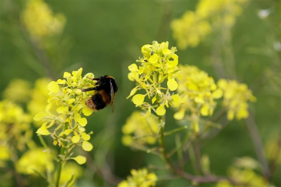 bumblebee on oilseed rape