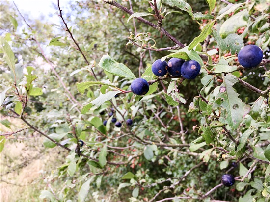 Sloe berries on blackthorn hedge