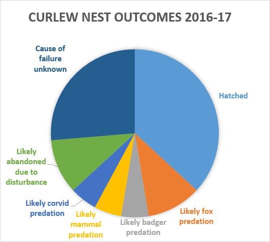 Upper Thames curlew nest outcomes pie chart