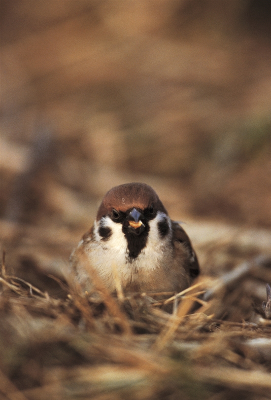 Tree sparrow