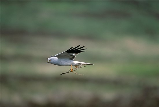 Male hen harrier. Image by Andy Hay (www.rspb-images.com)