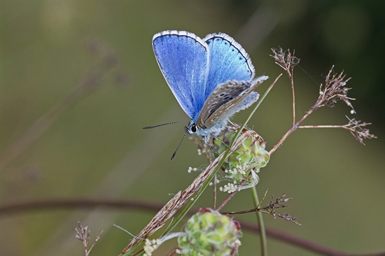 Adonis blue. Image by Anne Sorbes (https://www.flickr.com/photos/cameland/)