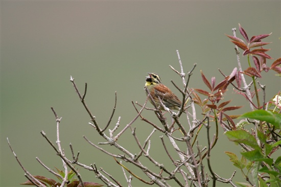 Cirl bunting singing. Image by Andy Hay (www.rspb-images.com)