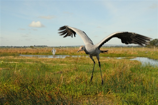 Recently released crane on the Somerset Levels. Image by Nick Upton (www.rspb-images.com)