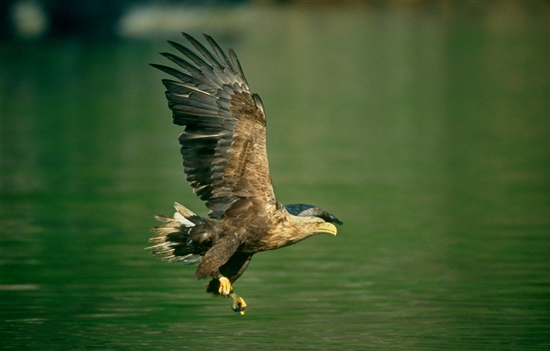 White-tailed eagle. Image by Chris Gomersall (www.rspb-images.com)