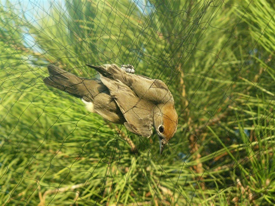 Female blackcap in mist net. Photo by Grahame Madge.