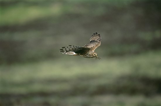Female hen harrier. Image by Andy Hay (www.rspb-images.com).