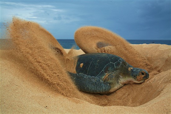 Green turtle nesting on Ascension Island. Photo by S. Weber