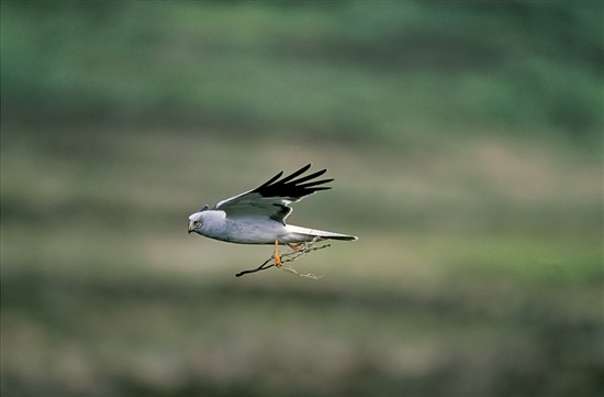 Male hen harrier. Photo by Andy Hay (www.rspb-images.com)