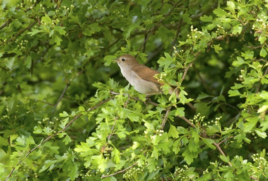 Nightingale singing. Image by John Bridges (www.rspb-images.com)