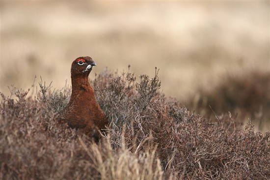 Red grouse. Image by Tom Marshall (www.rspb-images.com)
