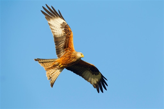 Red kite. Image by Ben Hall (www.rspb-images.com)