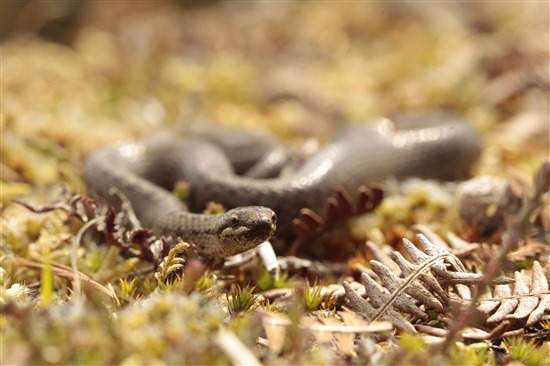 Smooth snake. Image by Nick Martin.