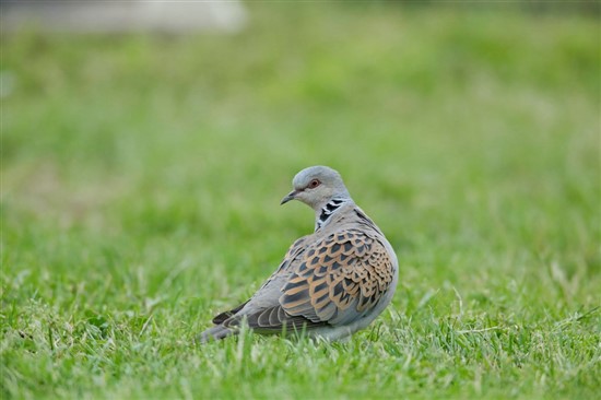 Turtle dove. Image by Andy Hay (www.rspb-images.com)
