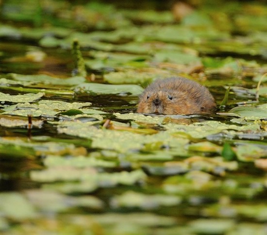 Water vole. Image by Ben Andrew (www.rspb-images.com).