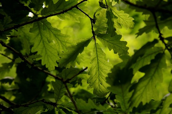 light filtering through young oak leaves