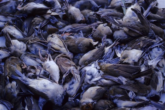 A pile of dead blackcaps, a bird often heard in UK gardens, which have been trapped and killed. Blackcaps are the main target of the trappers on Cyprus (Image: Guy Shorrock, RSPB)