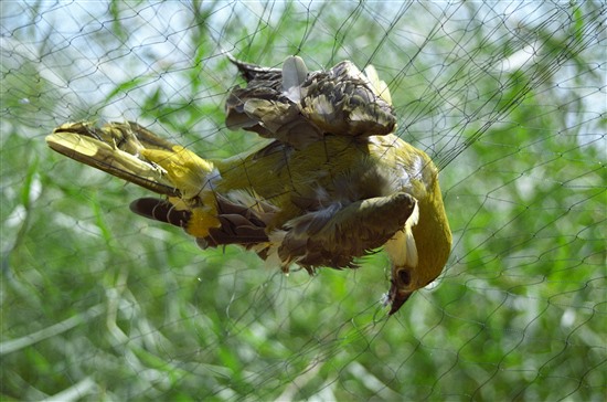 This golden oriole, also caught in an illegally set mist net, was rescued. Thousands more are not so lucky. Image: Guy Shorrock (RSPB)