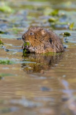 A water vole eating in shallow water