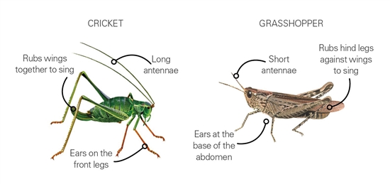  What's the difference between a cricket and a grasshopper?