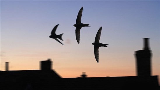 Swifts in flight in an urban area
