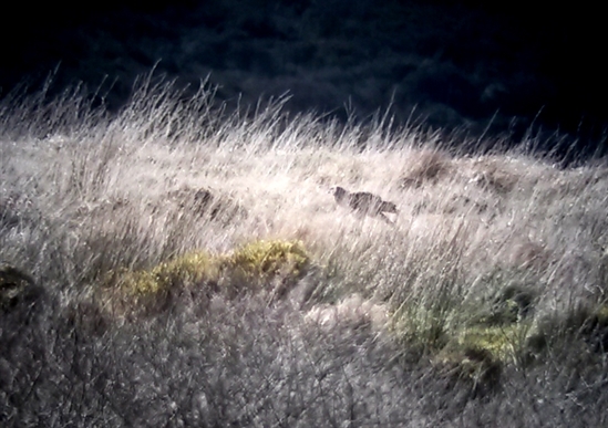 Female hen harrier