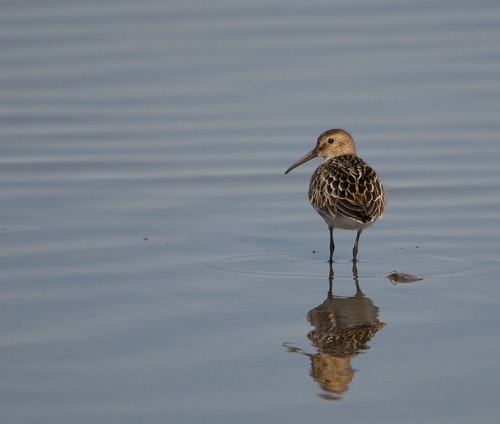 Curlew Sandpiper